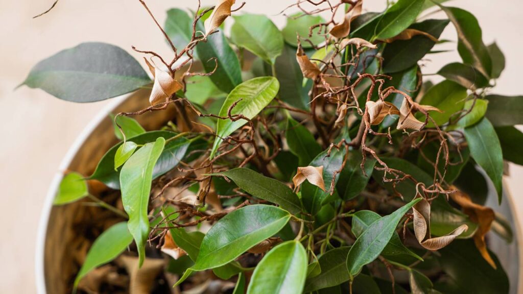 O que significa quando a planta murcha mesmo depois de regar