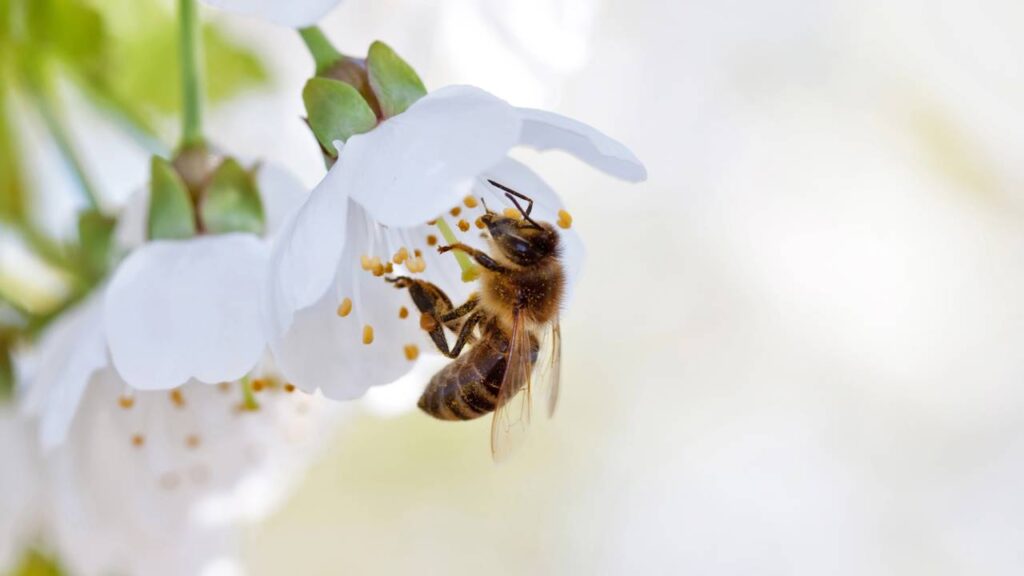 Há flores que parecem irresistíveis para as abelhas, enquanto outras não chamam atenção