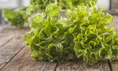 Como ter alface o ano inteiro na garrafa PET com um cultivo simples que funciona em qualquer espaço