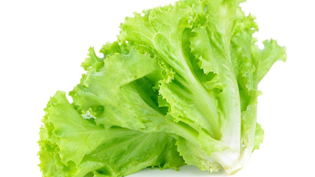 Como ter alface o ano inteiro na garrafa PET com um cultivo simples que funciona em qualquer espaço