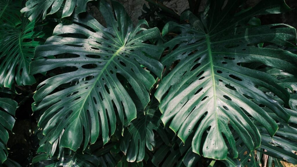 O tamanho das folhas esconde pistas curiosas sobre o lugar onde a planta vive