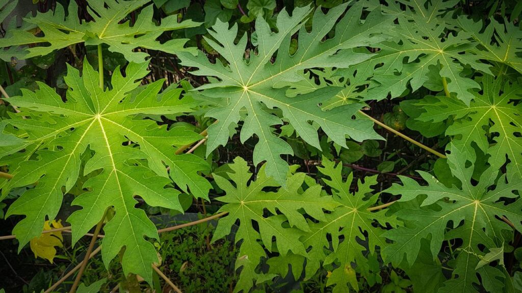 Adubo natural com folhas de mamão que fortalece o solo e ainda ajuda a espantar pragas do jardim