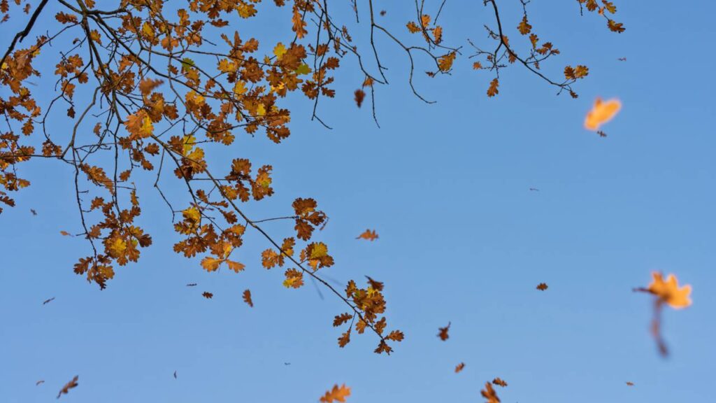 Esse som das árvores muda conforme o vento e tem uma explicação simples