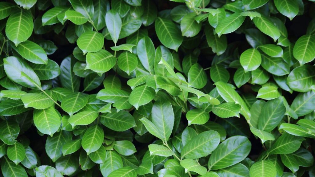 O mistério das folhas que nunca acumulam poeira e parecem sempre limpas