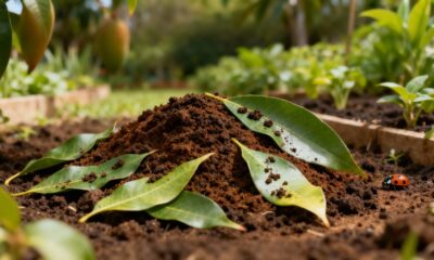 Adubo natural com folhas de mamão que fortalece o solo e ainda ajuda a espantar pragas do jardim