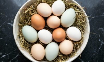 Por que o ovo de galinha tem cores diferentes na casca e chama tanta atenção