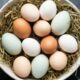 Por que o ovo de galinha tem cores diferentes na casca e chama tanta atenção