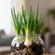 O jeito mais fácil de plantar cebolinha e ver brotar rápido usando potes de vidro em casa
