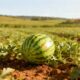 A melancia precoce que amadurece rápido e tem sabor intenso, perfeita para colher cedo no quintal