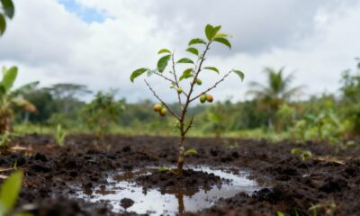 Jenipapo anão resistente guarda um truque curioso no jeito de frutificar
