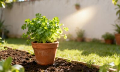 O coentro pode render por muito tempo quando cresce do jeito certo