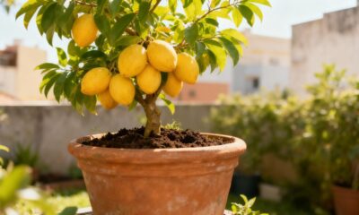 Essa frutífera pequena surpreende pelo ritmo de crescimento e pela facilidade