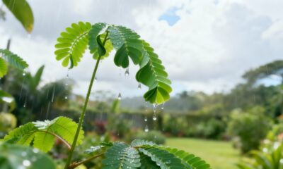 Uma planta que se fecha sozinha quando sente chuva intrigou muita gente