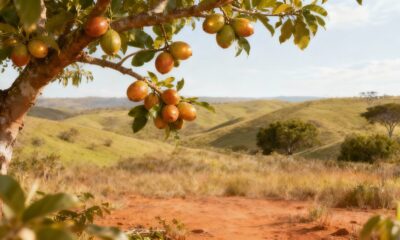 Essa fruta do cerrado revela um potencial nutritivo pouco comentado