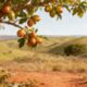Essa fruta do cerrado revela um potencial nutritivo pouco comentado