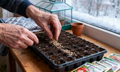 7 flores para plantar em dezembro e ter um jardim florido e colorido em 2026