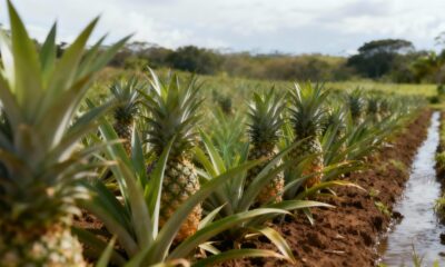 Como fazer o abacaxi frutificar em metade do tempo usando técnicas simples que aceleram o desenvolvimento