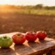 O tomate maduro esconde um detalhe curioso que deixa o sabor mais doce