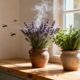 Como combinar lavanda e alecrim para afastar insetos e ainda deixar a casa perfumada e elegante