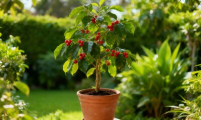 A pitangueira me ensinou algo sutil que muda a forma de ver a natureza