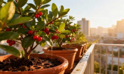 Essa fruta miúda tem um ciclo tão rápido que parece até mágica