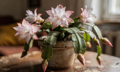 Close em flor-de-maio destacando as flores abertas e a textura das folhas, vaso apoiado em ambiente interno iluminado, contexto doméstico simples e acolhedor, foco na ideia de resiliência e adaptação da planta, sensação clara de cuidado contínuo e perseverança.