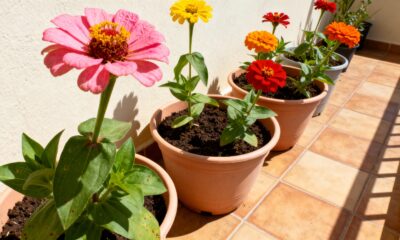 Esta flor injustiçada é perfeita para varandas ensolaradas em dezembro