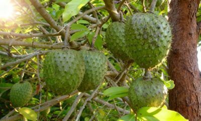 Uma frutífera simples prospera em solos pobres e guarda um encanto discreto