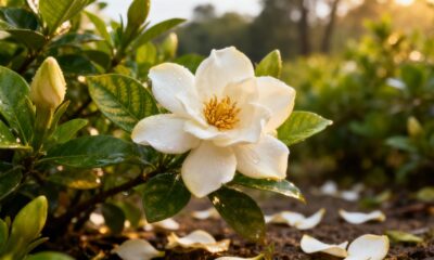 A gardênia é uma flor perfumada que encanta decoradores e deixa qualquer ambiente com um charme irresistível
