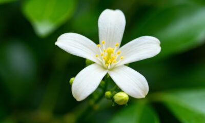 A energia do jasmim-estrela atrai amor verdadeiro e cria um clima de união no ambiente
