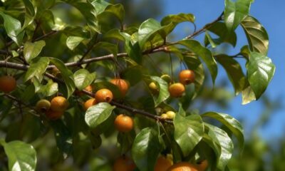 Uma fruta brasileira brota rápido e tem um sabor adocicado que surpreende