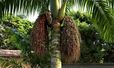 A bacaba é uma palmeira amazônica que chama atenção de quem tenta cultivar em casa