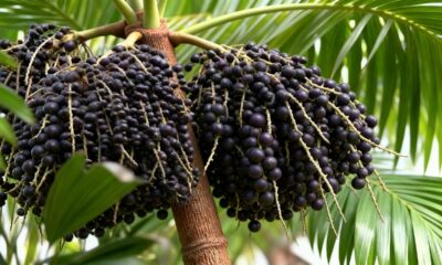 Essa versão do açaí surpreende quem descobre como ela se desenvolve