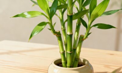 Meu quintal virou um pedaço de paz depois que plantei bambu-da-sorte sem esperar nada