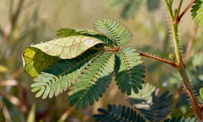 O que faz a dormideira reagir tão rápido quando alguém encosta nela