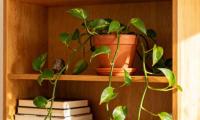 Nunca imaginei que uma jiboia pudesse mudar meu humor todos os dias