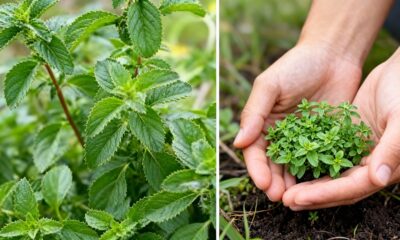 Esse poejo simples cria um efeito curioso que insetos rasteiros parecem evitar