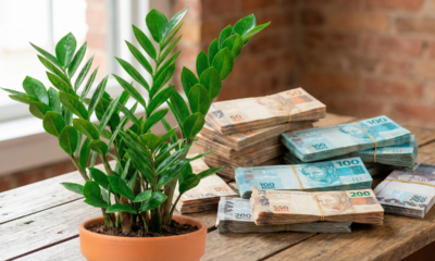 Dizem que a zamioculca atrai prosperidade e o motivo pode surpreender você