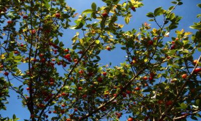 A pitanga tem um ritmo de crescimento que impressiona quem planta em casa