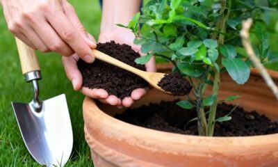 Esse adubo de hortaliças deixa o solo mais solto e fértil e faz as plantas crescerem com muito mais vigor