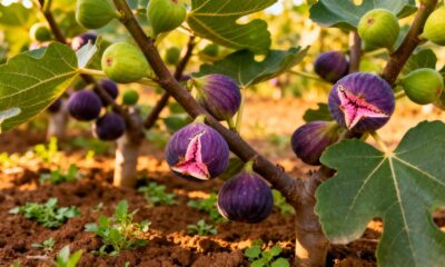 Como cultivar figo com facilidade e conseguir flores antecipadas que deixam o jardim cheio de vida
