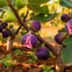 Como cultivar figo com facilidade e conseguir flores antecipadas que deixam o jardim cheio de vida
