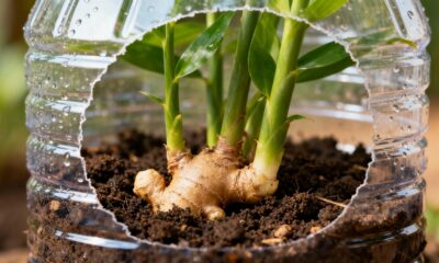 O gengibre na garrafa pet esconde um truque que rende colheitas contínuas