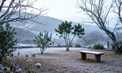 O que acontece com as plantas quando a temperatura despenca e o frio chega de repente no jardim