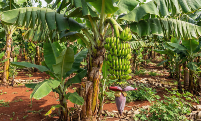 Descobri que o vento forte era o motivo da minha bananeira nanica não crescer