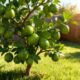 Limão-taiti em casa: como plantar e obter limões mais cheios de suco com poucos cuidados