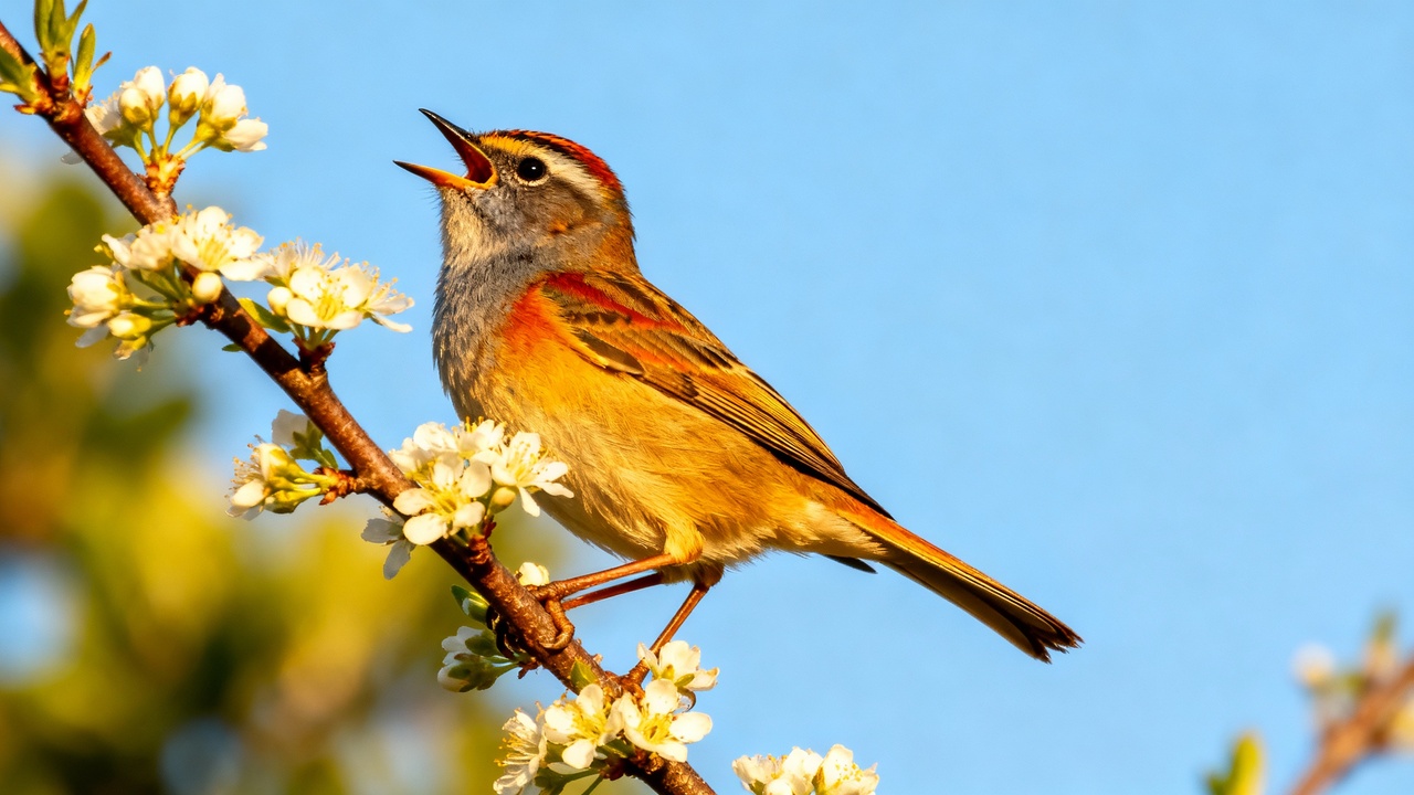 Por que parece que os passarinhos cantam mais alto em dias ensolarados e o ar fica mais vivo