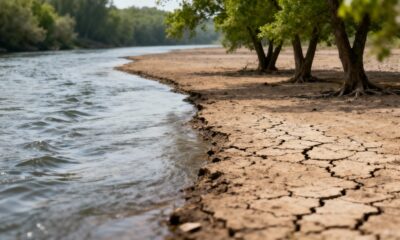 Há um fenômeno discreto que faz algumas árvores surgirem apenas em áreas de rios antigos