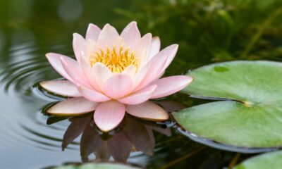 A flor de lótus guarda um significado profundo que transforma qualquer ambiente