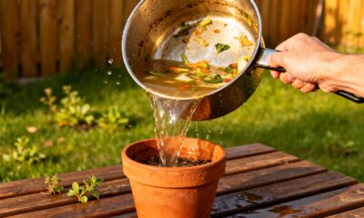 Como usar a água de cozimento dos vegetais como fertilizante e deixar as plantas mais fortes naturalmente